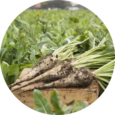 Chicory Root Inulin